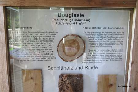  picture  Douglasspar |Pseudotsuga_menzoiesii