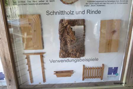  picture  Douglasspar |Pseudotsuga_menzoiesii