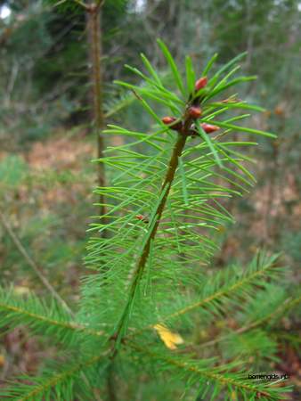  picture  Douglasspar |Pseudotsuga_menzoiesii