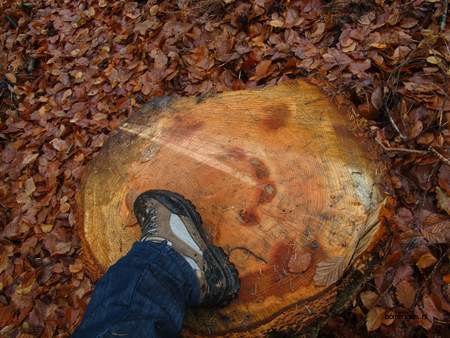  picture  Douglasspar |Pseudotsuga_menzoiesii