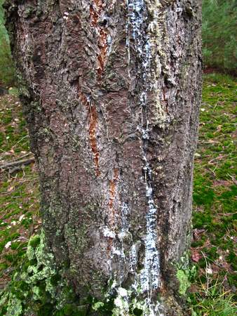  picture  Douglasspar |Pseudotsuga_menzoiesii