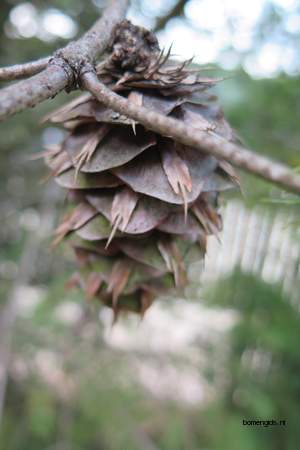  picture  Douglasspar |Pseudotsuga_menzoiesii