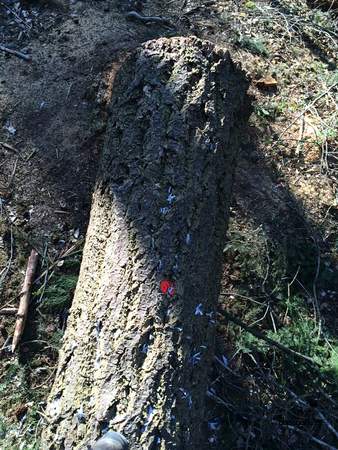  picture  Douglasspar |Pseudotsuga_menzoiesii