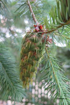  picture  Douglasspar |Pseudotsuga_menzoiesii