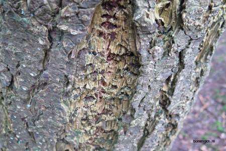  picture  Douglasspar |Pseudotsuga_menzoiesii