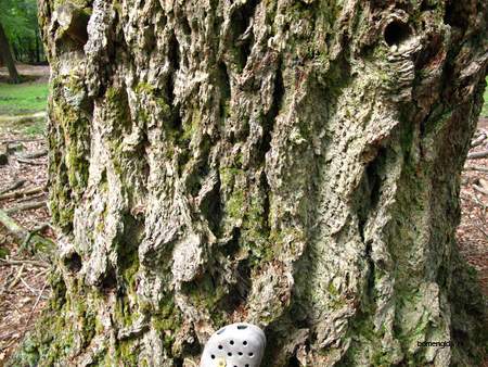  picture  Douglasspar |Pseudotsuga_menzoiesii