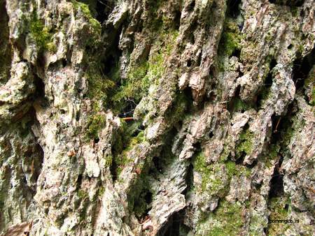  picture  Douglasspar |Pseudotsuga_menzoiesii