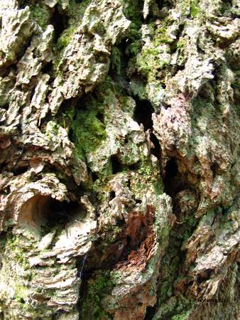  picture  Douglasspar |Pseudotsuga_menzoiesii