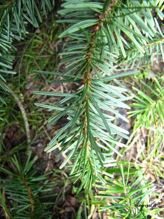  picture  Douglasspar |Pseudotsuga_menzoiesii