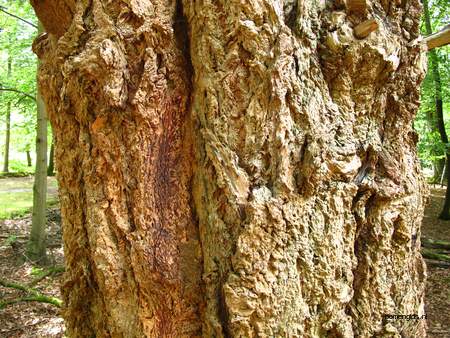  picture  Douglasspar |Pseudotsuga_menzoiesii