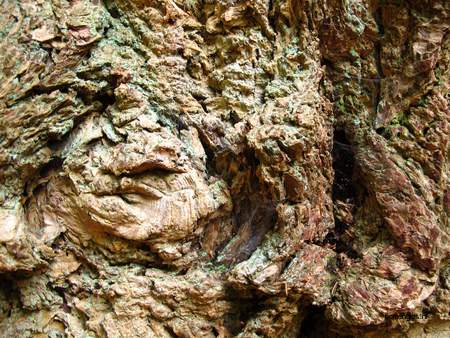  picture  Douglasspar |Pseudotsuga_menzoiesii