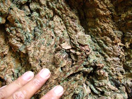  picture  Douglasspar |Pseudotsuga_menzoiesii