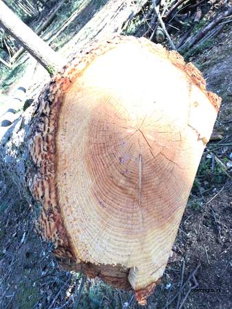  picture  Douglasspar |Pseudotsuga_menzoiesii