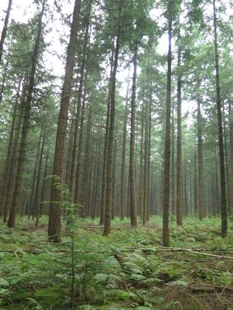  picture  Douglasspar |Pseudotsuga_menzoiesii