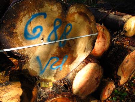  picture  Douglasspar |Pseudotsuga_menzoiesii