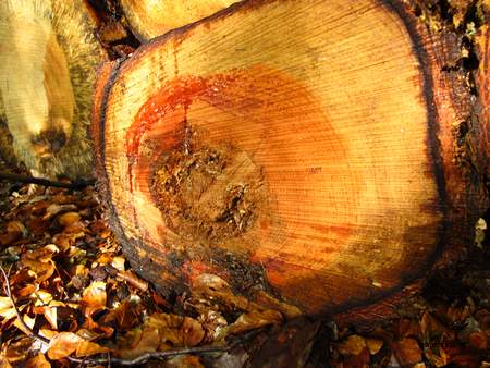  picture  Douglasspar |Pseudotsuga_menzoiesii