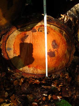  picture  Douglasspar |Pseudotsuga_menzoiesii