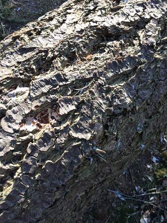  picture  Douglasspar |Pseudotsuga_menzoiesii