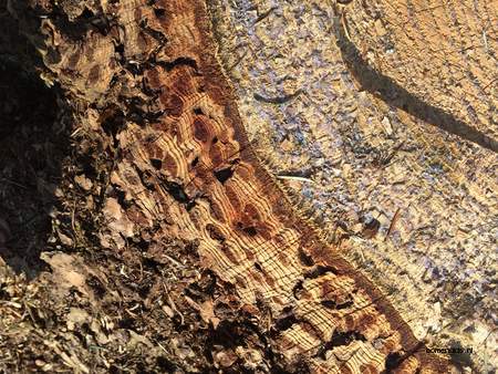  picture  Douglasspar |Pseudotsuga_menzoiesii