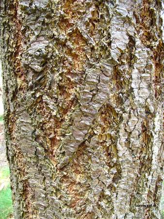  picture  Douglasspar |Pseudotsuga_menzoiesii