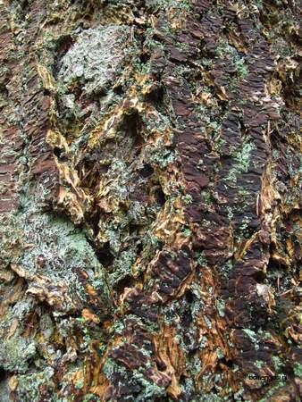  picture  Douglasspar |Pseudotsuga_menzoiesii