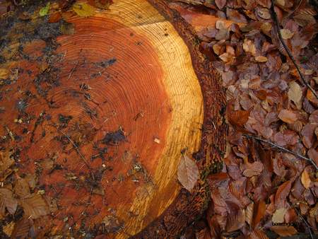  picture  Douglasspar |Pseudotsuga_menzoiesii