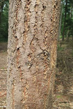  picture  Douglasspar |Pseudotsuga_menzoiesii