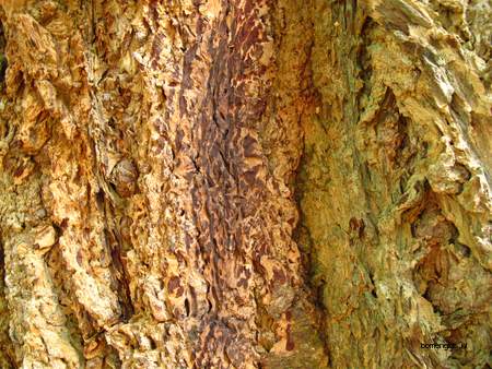  picture  Douglasspar |Pseudotsuga_menzoiesii