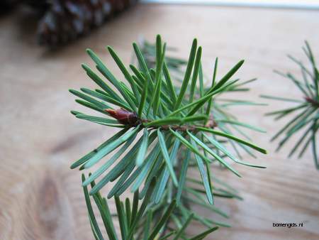  picture  Douglasspar |Pseudotsuga_menzoiesii