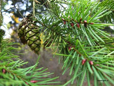  picture  Douglasspar |Pseudotsuga_menzoiesii