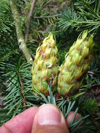  picture  Douglasspar |Pseudotsuga_menzoiesii