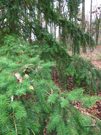  picture  Douglasspar |Pseudotsuga_menzoiesii