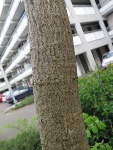  picture  Duivelswandelstok |Aralia_elata