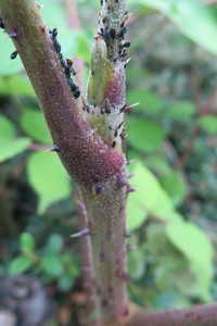  picture  Duivelswandelstok |Aralia_elata