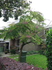  picture  Duivelswandelstok |Aralia_elata