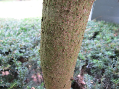  picture  Duivelswandelstok |Aralia_elata