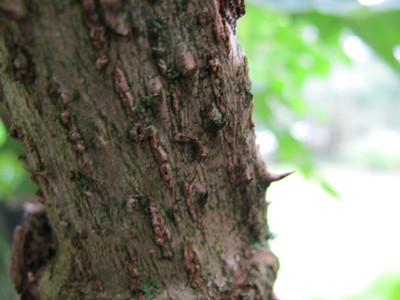  picture  Duivelswandelstok |Aralia_elata