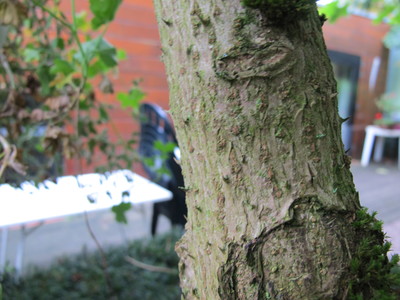  picture  Duivelswandelstok |Aralia_elata