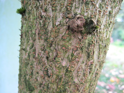  picture  Duivelswandelstok |Aralia_elata