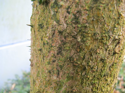  picture  Duivelswandelstok |Aralia_elata