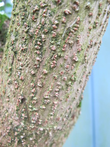  picture  Duivelswandelstok |Aralia_elata