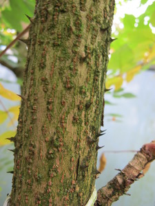  picture  Duivelswandelstok |Aralia_elata