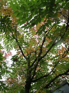  picture  Duivelswandelstok |Aralia_elata