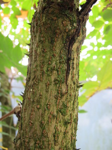  picture  Duivelswandelstok |Aralia_elata