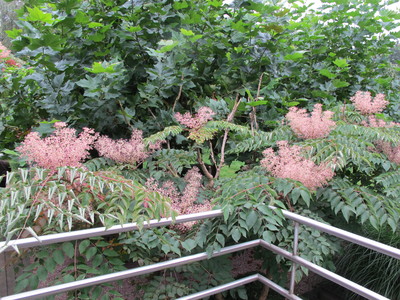  picture  Duivelswandelstok |Aralia_elata