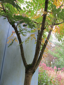  picture  Duivelswandelstok |Aralia_elata