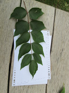  picture  Duivelswandelstok |Aralia_elata