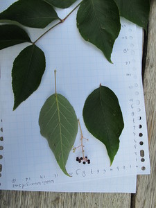  picture  Duivelswandelstok |Aralia_elata