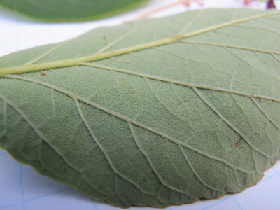  picture  Duivelswandelstok |Aralia_elata