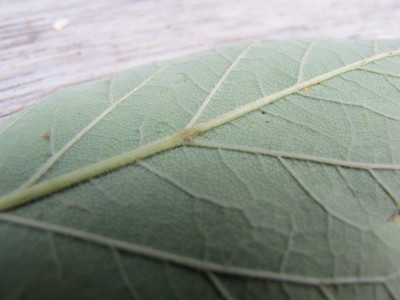  picture  Duivelswandelstok |Aralia_elata